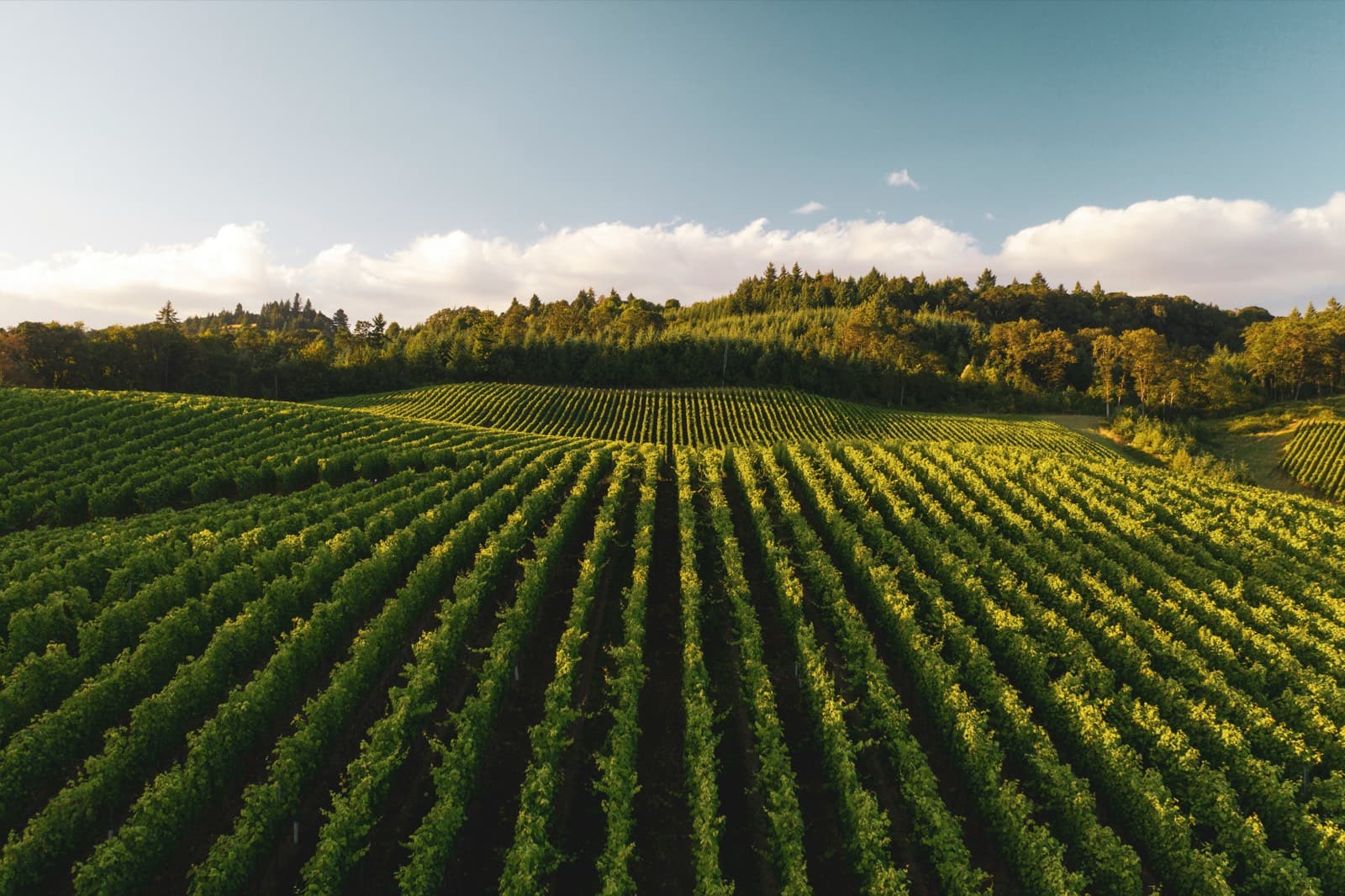 Rows of vines running over a hillside vineyard in low evening sun.